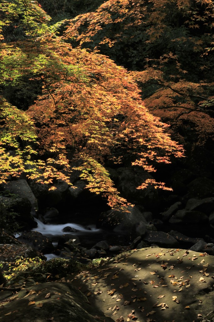 矢谷渓谷の紅葉