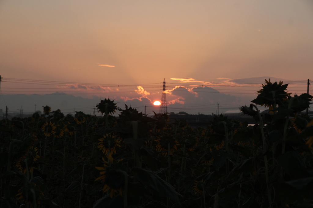 朝陽とひまわり