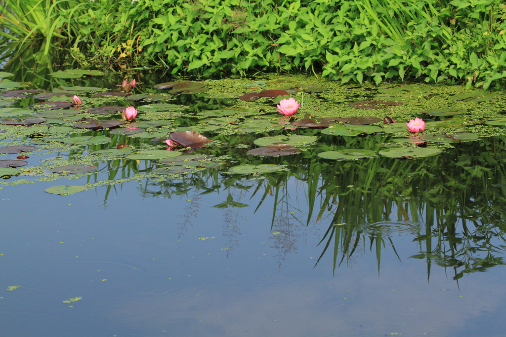 IMG_3703夏のすいれん