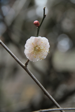 梅一輪