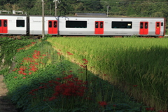 彼岸花と電車