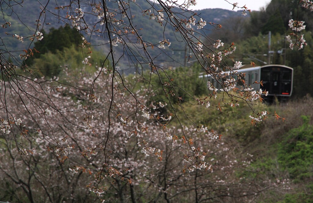 桜咲く