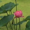 蓮の季節になりましたね！