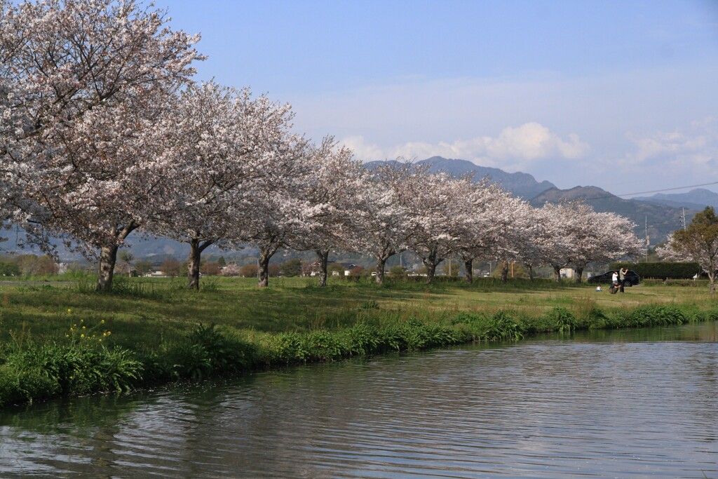 水辺の桜