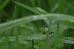 雨の中の散歩