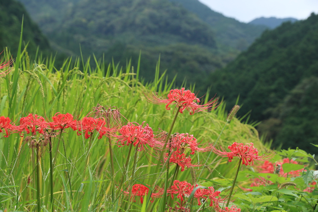 彼岸花