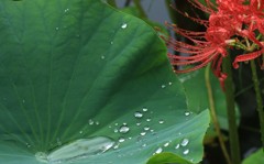 雨上がり