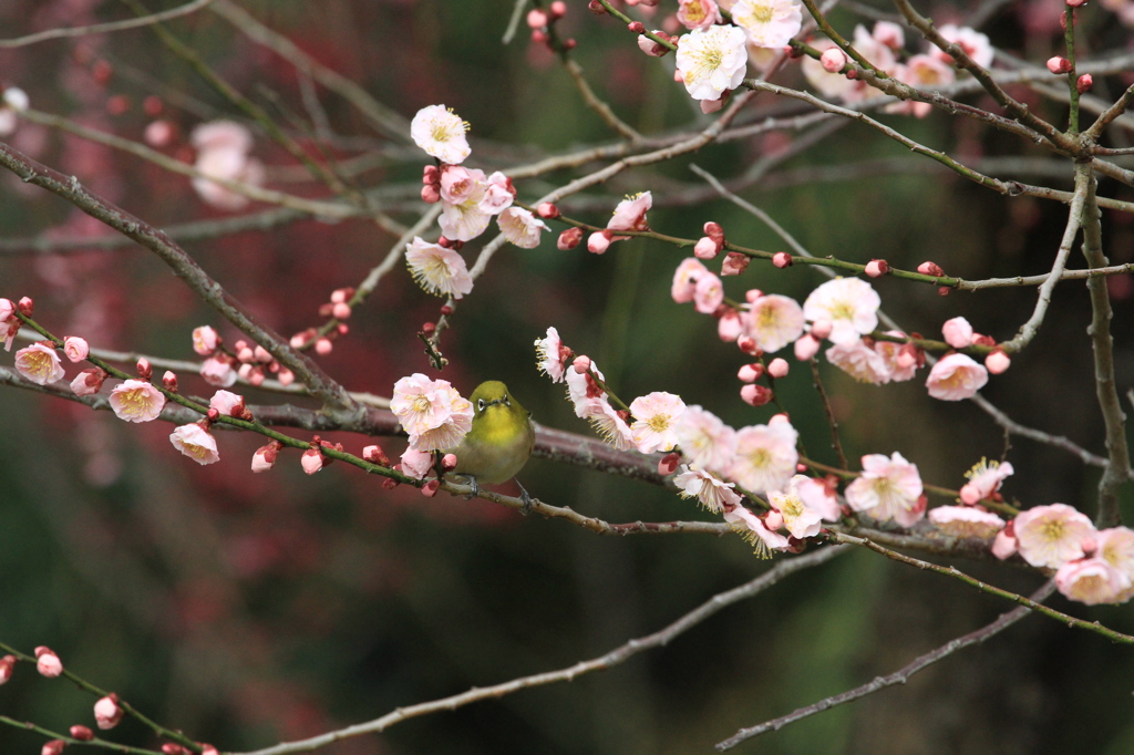 IMG_6116kメジロさん