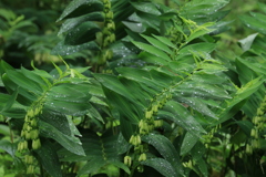 雨上がり