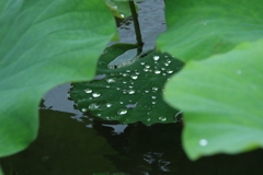 雨の日に
