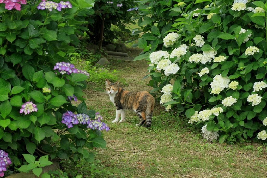 紫陽花とラムちゃん