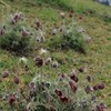 阿蘇高原の翁草