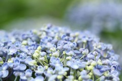 お多福紫陽花