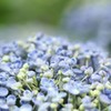 お多福紫陽花