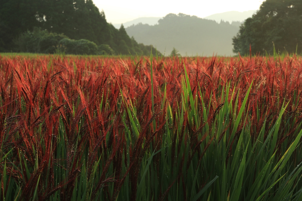 IMG_5105s朝日に染まる