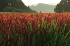 IMG_5105s朝日に染まる