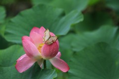 お花の上でこんにちは～