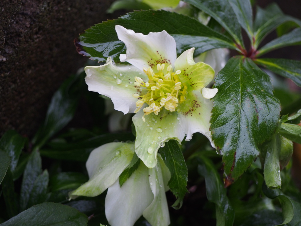 クリスマスローズ