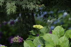 ajisai