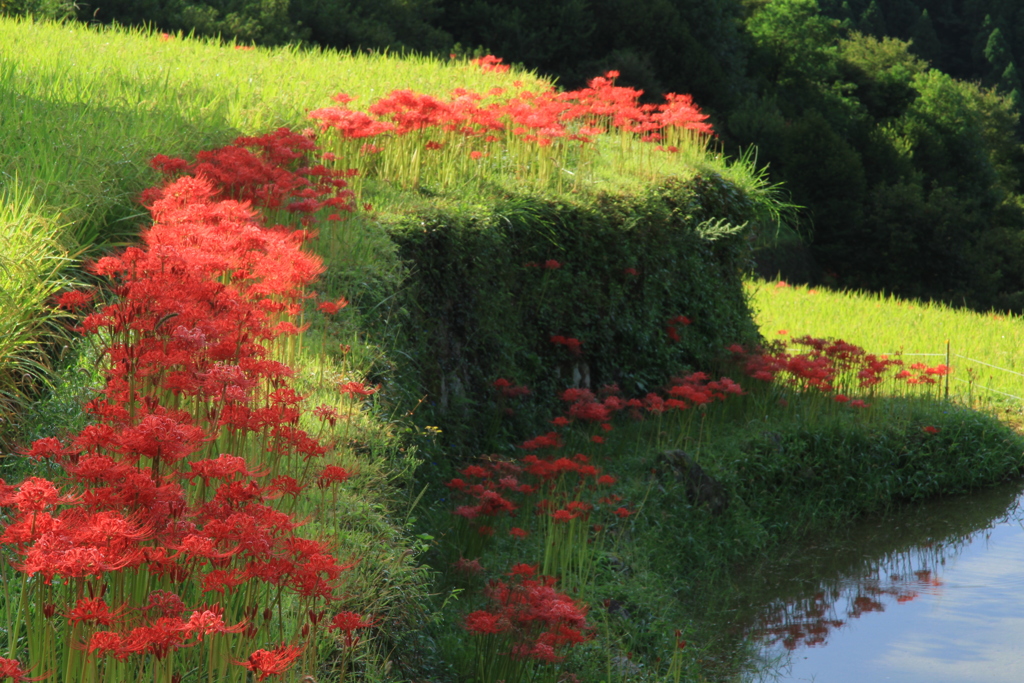 棚田　彼岸花