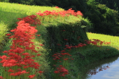 棚田　彼岸花
