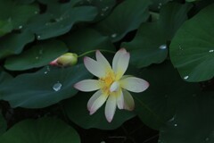 雨にうたれて咲く