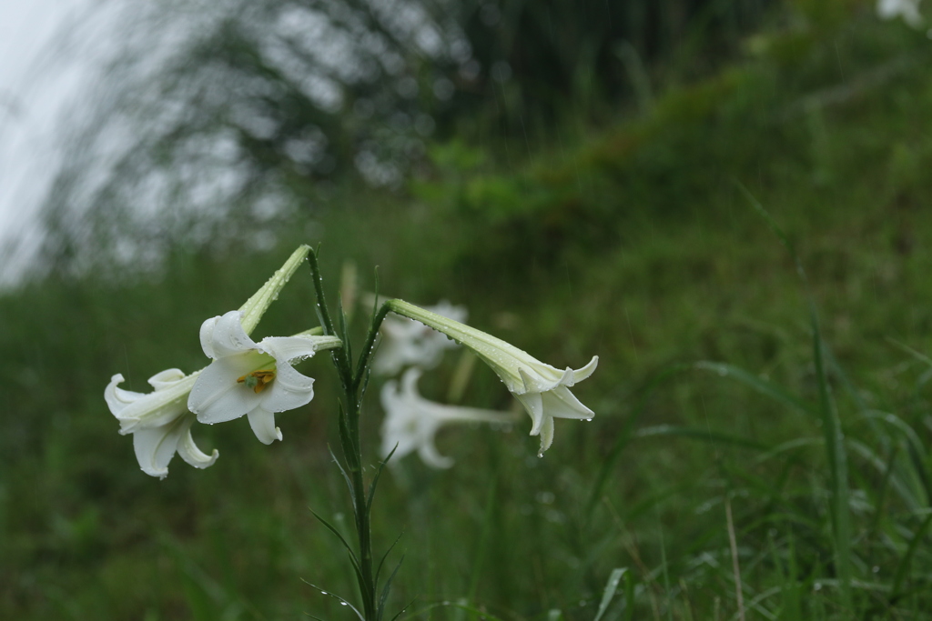 野に咲くしらゆり