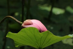 優しさに包まれて