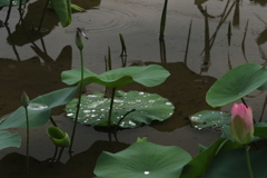 雨あがり