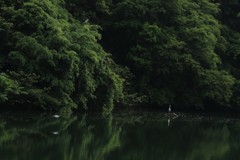 新緑のころ