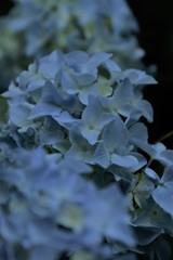 ブルーの紫陽花