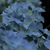 ブルーの紫陽花