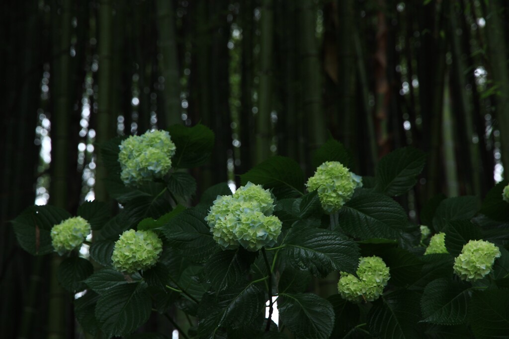 紫陽花