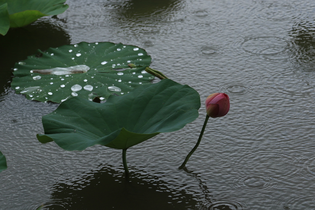 雨に咲く