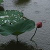 雨に咲く