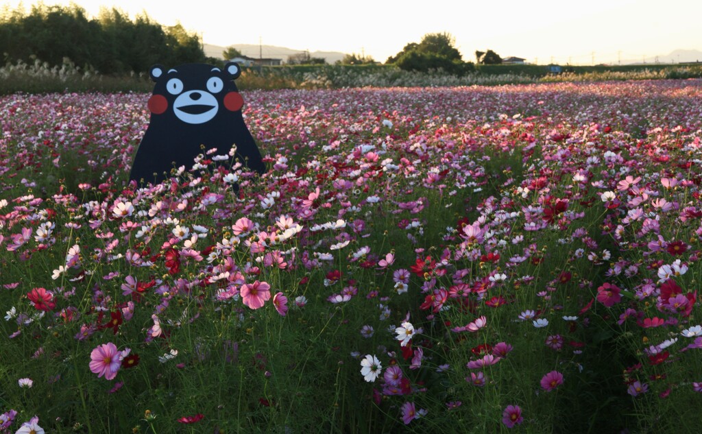 くまモンも