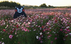 くまモンも