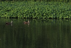 緑のなかを・・・