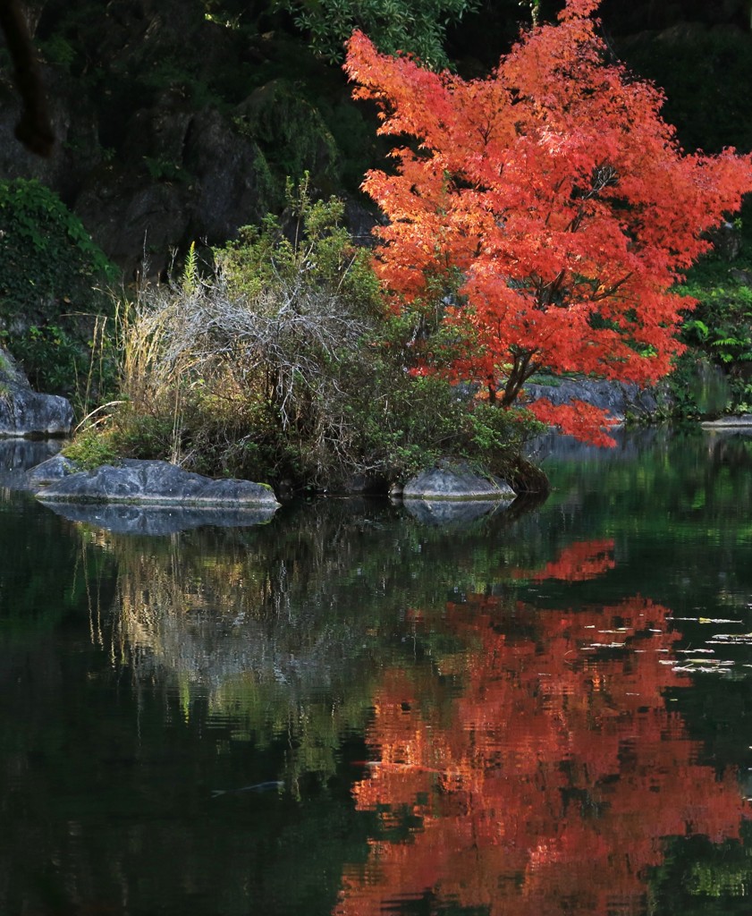 小野泉水の小さな紅葉