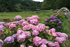 田んぼ道の紫陽花