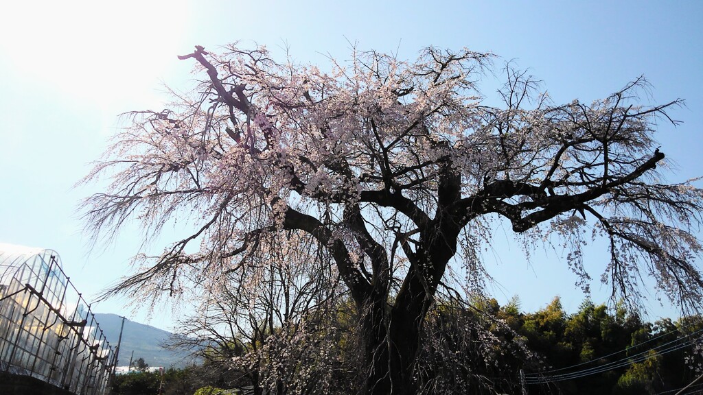 老いても咲くしだれ桜