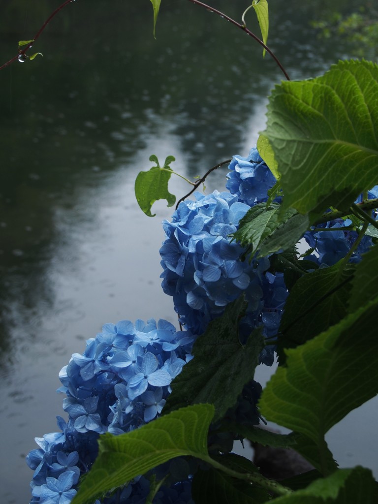 ブルーな紫陽花