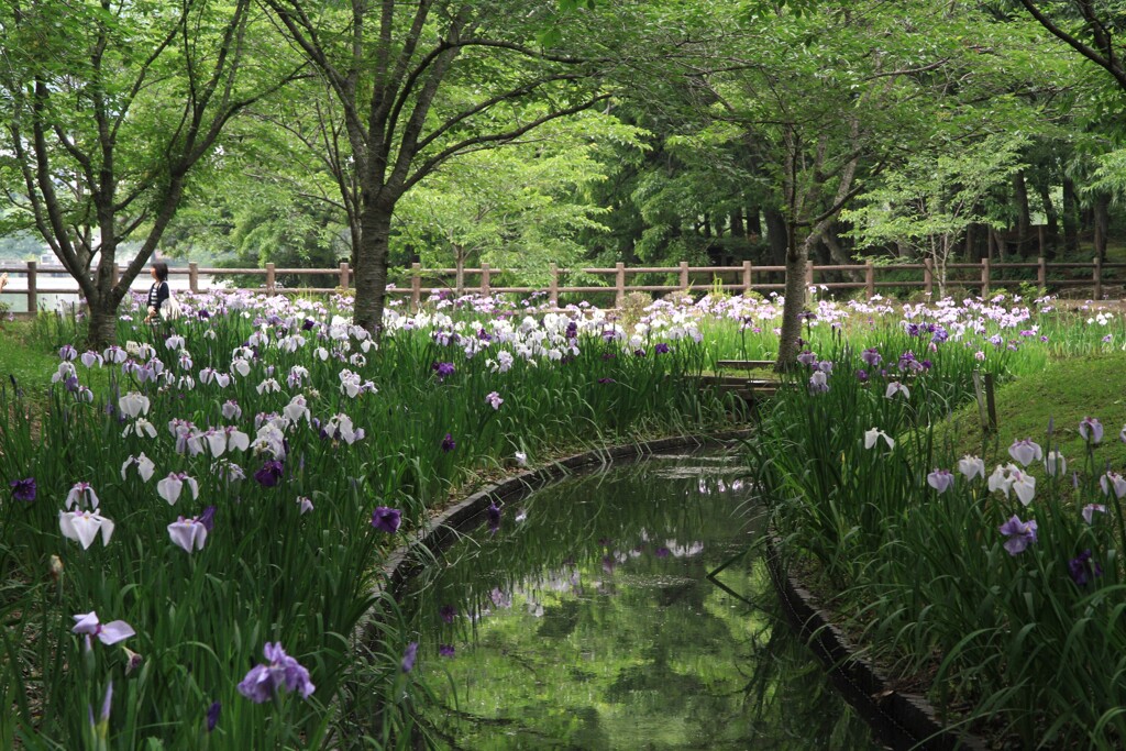 立岡公園の花菖蒲