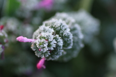 春つげ草