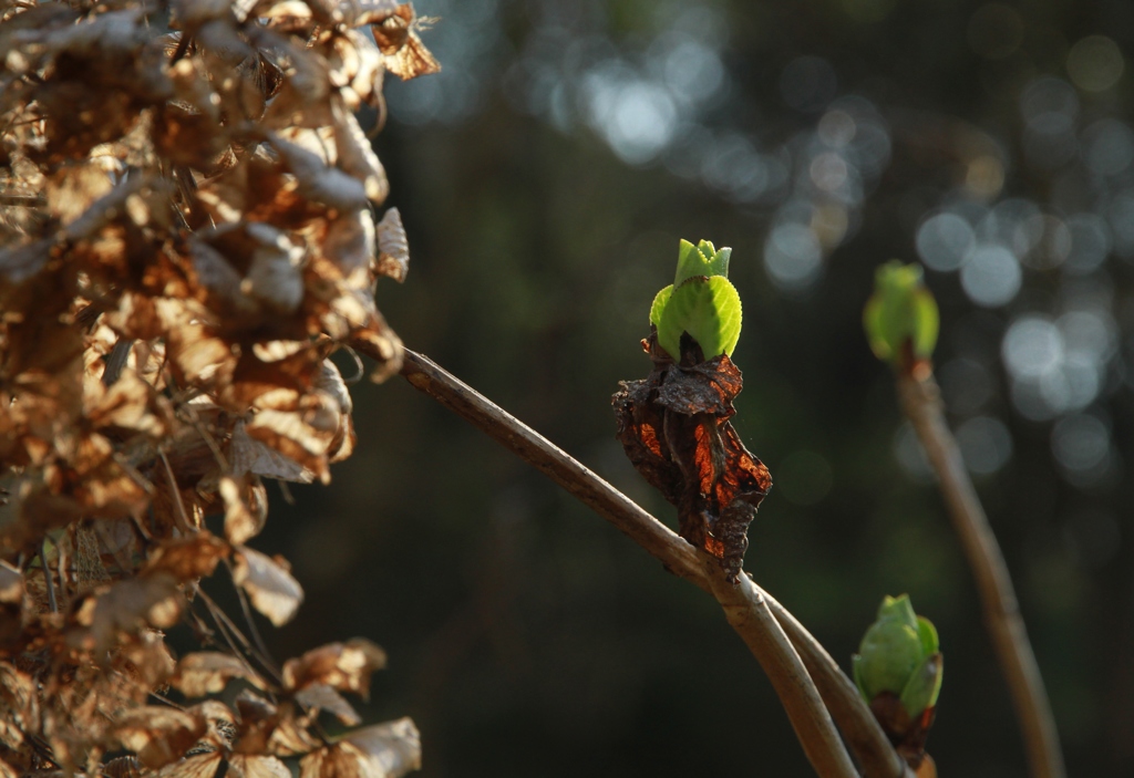 芽ぶきの頃