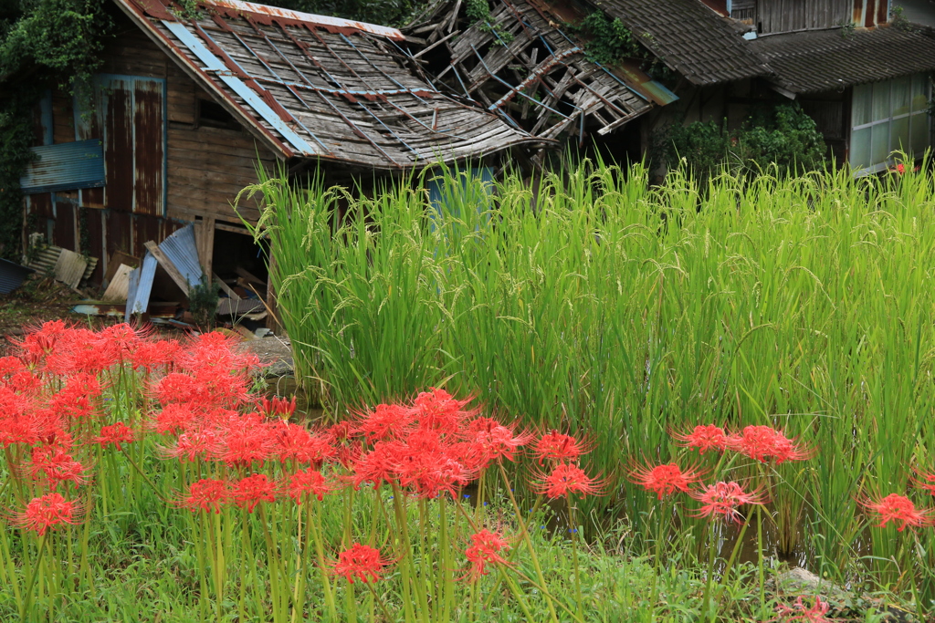 住民のいない家屋と彼岸花