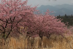 河津桜も満開！