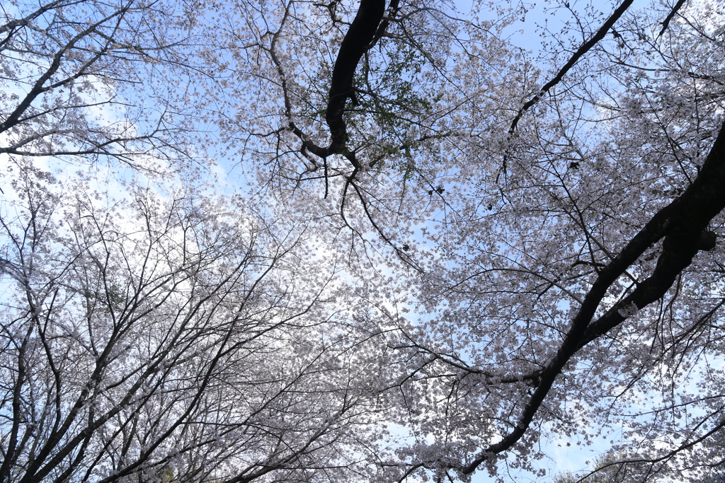 見上げれば桜