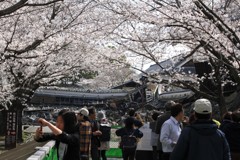 熊本城の桜