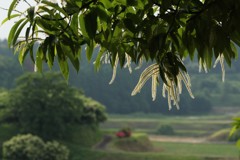 栗の花の咲くころ